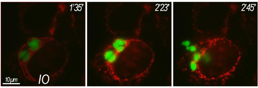 Calciummitohostred