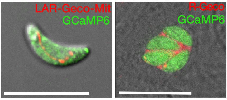 gcampsmito&PV