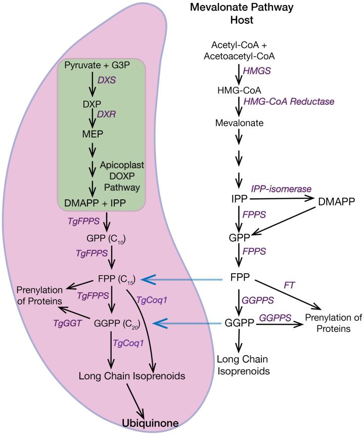 isoprenoid pathway